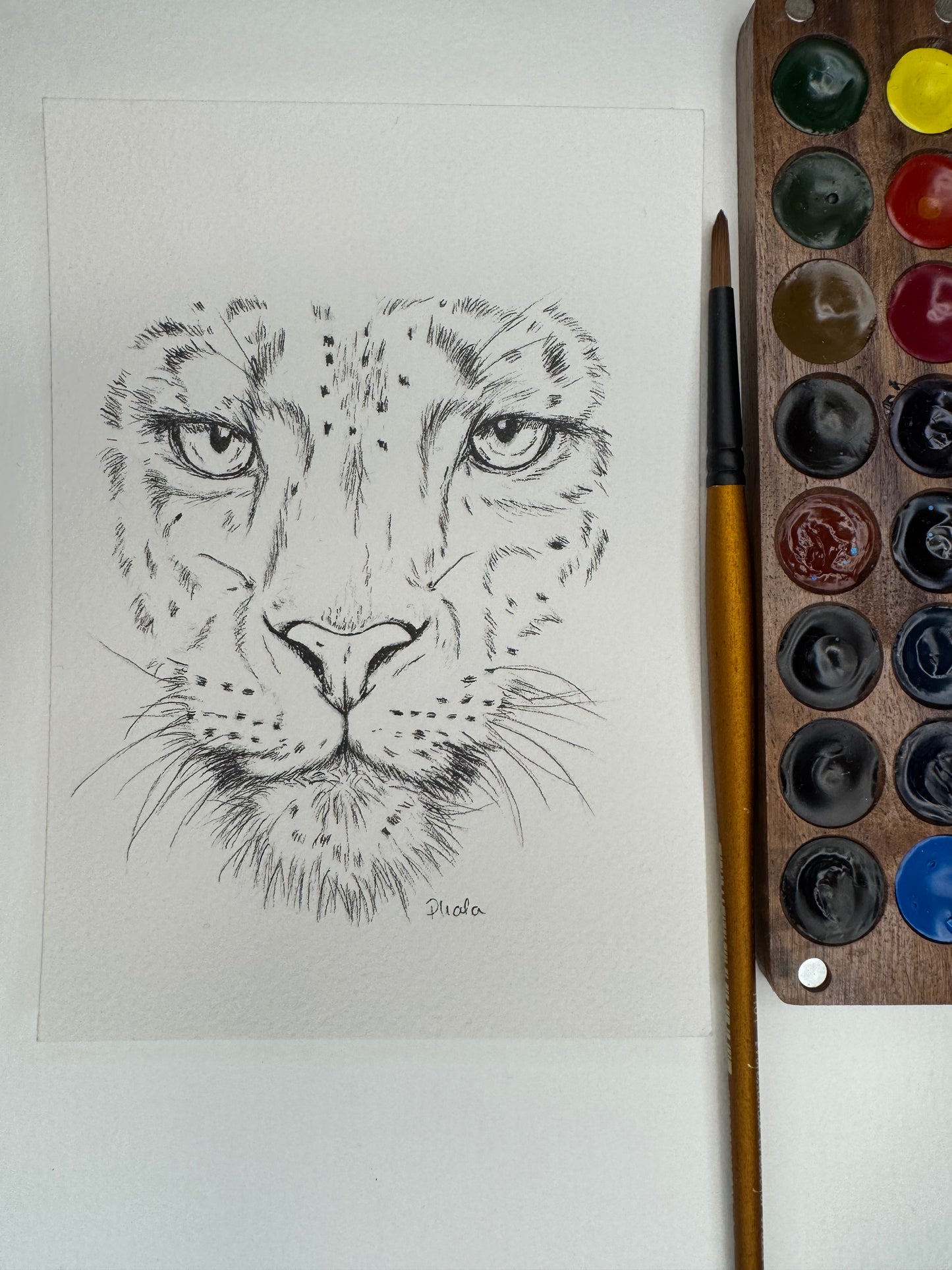 Original Schneeleopard Tinte 14,5x10,5cm